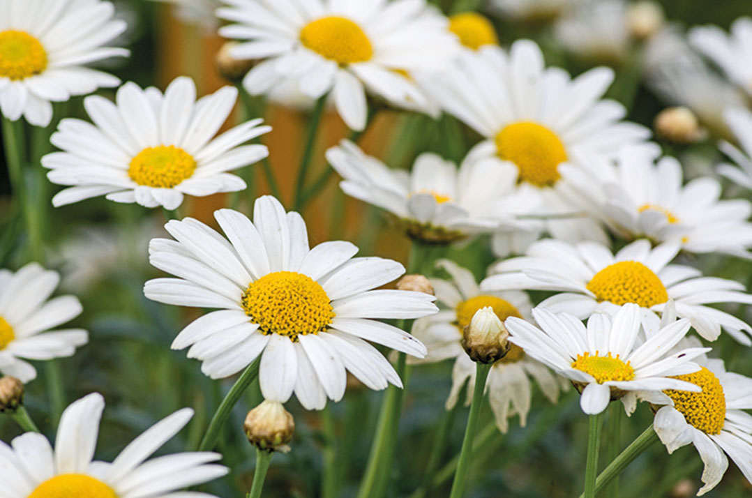 Chrysanthemum cinerariaefolium